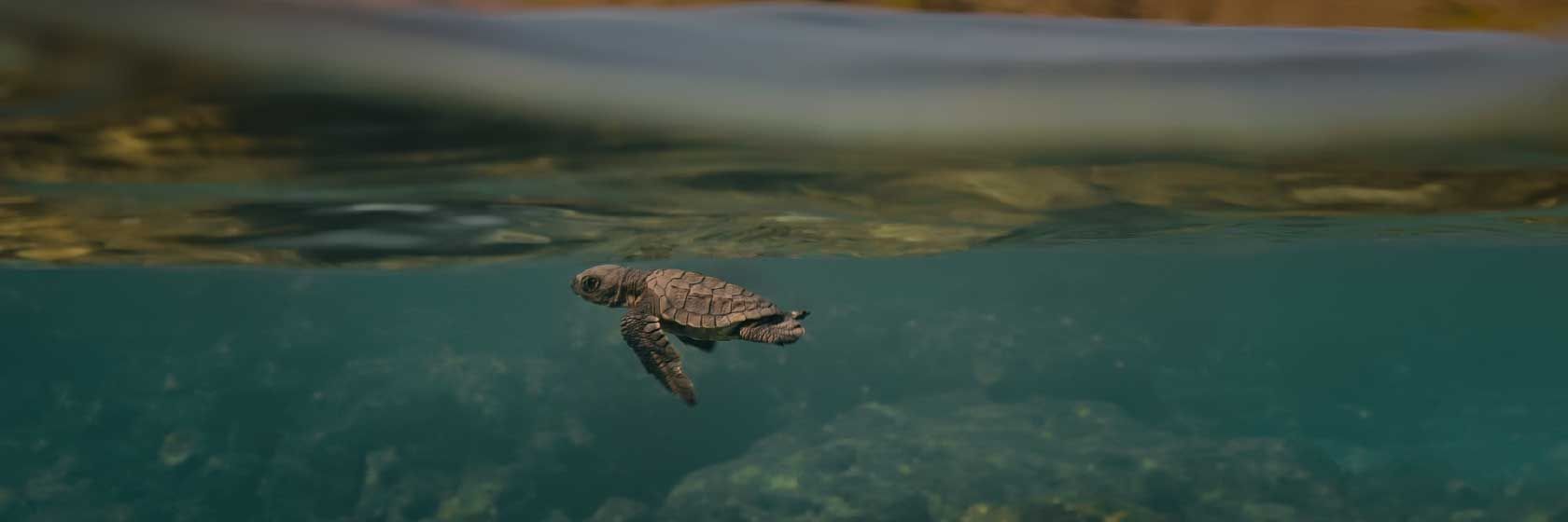 Turtle Walker